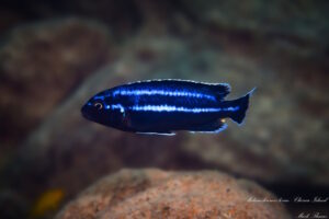 Melanochromis loriae 'Chirwa Island' Galerie Melanochromis loriae 'Chirwa Island'